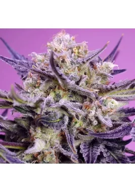 Sweet Seeds Pink Guava F1 FAST VERSION - 3+1 feminisierte Samen