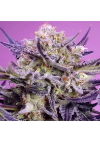 Sweet Seeds Pink Guava F1 FAST VERSION - 3+1 feminisierte Samen
