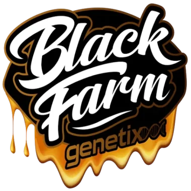 Black Farm Genetix Bubba Storm - 5 feminisierte Samen