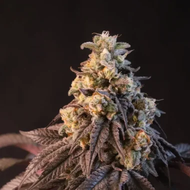 Fast Buds Papayton - 3 feminisierte Samen