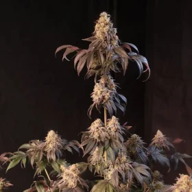 Fast Buds Papayton - 3 feminisierte Samen