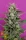 Breaking Buds Strawberry Cream - 5 feminisierte Samen