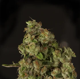 Devil´s Harvest Seeds OG Reekn - 10 feminisierte Samen