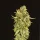Devil´s Harvest Seeds OG Reekn - 10 feminisierte Samen
