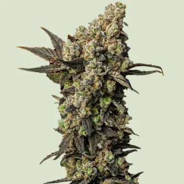Royal Queen Seeds Astro Lemonade F1 - 5 feminisierte Samen