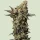 Royal Queen Seeds Astro Lemonade F1 - 5 feminisierte Samen