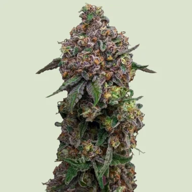 Royal Queen Seeds Cosmic Cheddar F1 - 5 feminisierte Samen