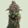 Royal Queen Seeds Cosmic Cheddar F1 - 5 feminisierte Samen