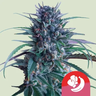 Royal Queen Seeds Banana Brawler - 5 feminisierte Samen