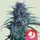 Royal Queen Seeds Banana Brawler - 5 feminisierte Samen