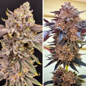 Dutch Passion Slush Mint Cake - 3 feminisierte Samen