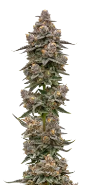 Growers Choice Blue Zeclair 3+1 feminisierte Samen