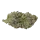 Growers Choice Blue Zeclair 3+1 feminisierte Samen