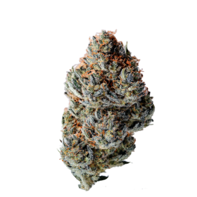 Growers Choice Toad Poison 3+1 feminisierte Samen