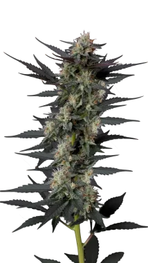 Growers Choice Gello Z  AUTO 3+1 automatisierte Samen