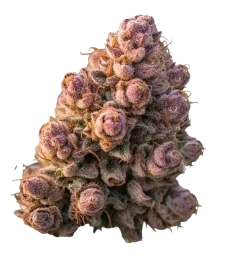 Growers Choice Gello Z  AUTO 3+1 automatisierte Samen