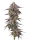 Growers Choice Lemon Cherry Mochi  AUTO 3+1 automatisierte Samen