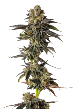 Growers Choice Toad Venum  AUTO 3+1 automatisierte Samen