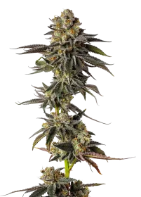 Growers Choice Toad Venum  AUTO 3+1 automatisierte Samen