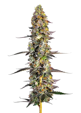 Growers Choice Unicorn Wagyu  AUTO 3+1 automatisierte Samen