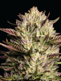 Humboldt Seed Company California Octane Triploid - 3...