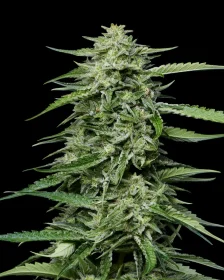 Humboldt Seed Company Blueberry Honey - 5 feminisierte Samen