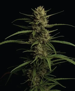 Humboldt Seed Company Caribbean Queen - 5 feminisierte Samen