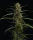 Humboldt Seed Company Caribbean Queen - 5 feminisierte Samen