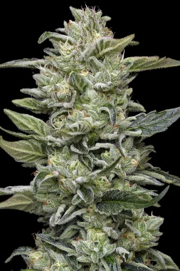 Humboldt Seed Company Honey Bear - 5 feminisierte Samen