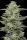 Humboldt Seed Company Honey Bear - 5 feminisierte Samen