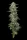 Humboldt Seed Company Honey Bear - 5 feminisierte Samen