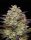 Humboldt Seed Company Puff Pastry - 5 feminisierte Samen