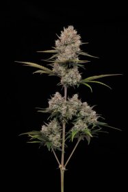 Humboldt Seed Company Hella Jelly AUTO - 5 autoflowering...
