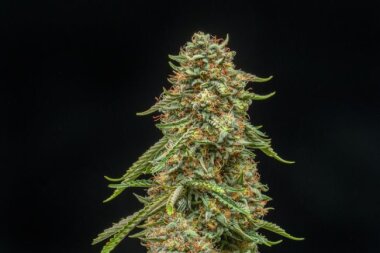 Atlas Seeds Turtle Taffy AUTO - 5+3 feminisierte Samen