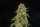 Atlas Seeds Turtle Taffy AUTO - 5+3 feminisierte Samen
