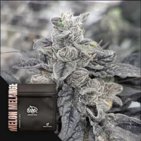 Doja Drop ’26 Bundle