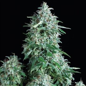 Pyramid Seeds Anubis AUTO - 3 feminisierte Samen
