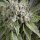 Pyramid Seeds Blue Pyramid AUTO - 3 feminisierte Samen