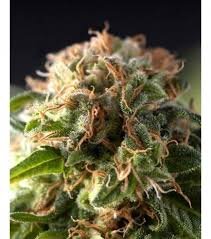 Pyramid Seeds Fresh Candy AUTO - 3 feminisierte Samen