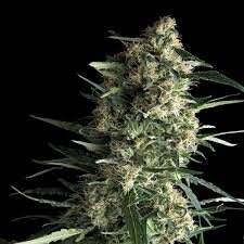 Pyramid Seeds Galaxy AUTO - 3 feminisierte Samen