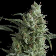 Pyramid Seeds Kryptonite AUTO - 3 feminisierte Samen