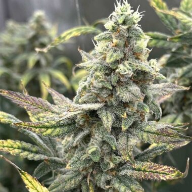 Night Owl Seeds Grape Deebo F4 AUTO - 3 feminisierte Samen