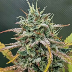 Night Owl Seeds Harvey Wallbanger AUTO - 3 feminisierte...