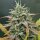 Night Owl Seeds Harvey Wallbanger AUTO - 3 feminisierte Samen