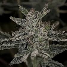 Night Owl Seeds Mulberry F3 AUTO - 3 feminisierte Samen