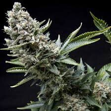 Pyramid Seeds New York City AUTO - 3 feminisierte Samen