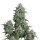 Pyramid Seeds Olympia AUTO - 3 feminisierte Samen