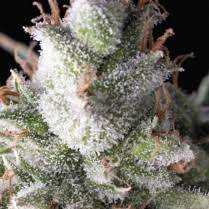Pyramid Seeds Ramses AUTO - 3 feminisierte Samen