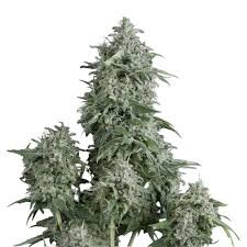 Pyramid Seeds Shark AUTO - 3 feminisierte Samen