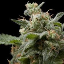 Pyramid Seeds Super Hash AUTO - 3 feminisierte Samen